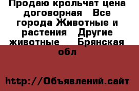 Продаю крольчат цена договорная - Все города Животные и растения » Другие животные   . Брянская обл.